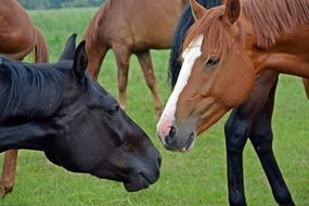 black and red horses in pasture