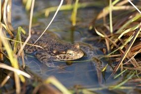 Colorful toad in the water among the grass