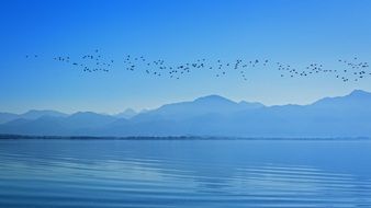 Flock of birds flying over the chiemsee