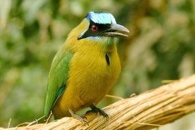 Blue Crowned Motmot, Exotic Bird