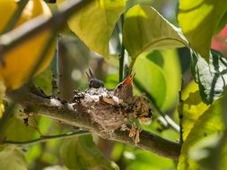 Baby Birds on the tree