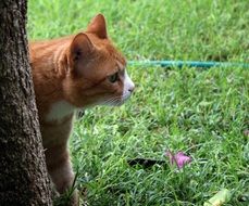 portrait of adorable domestic kitty in a garden