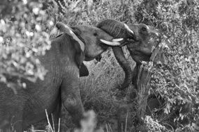 two elephants in black and white