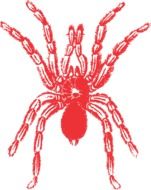 drawing red spider