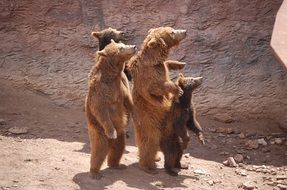 family of brown bears in the zoo