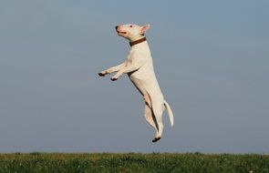 White Dog training with jump on the grass