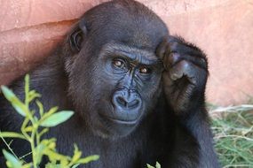 Gorilla, Primate in captivity