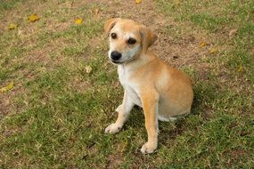 puppy of a terrier on the grass