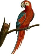 graphic image of a red parrot