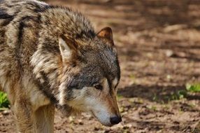 wolf in the hellabrunn zoo