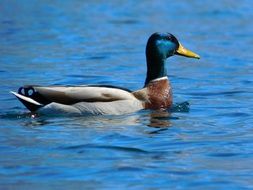Mallard in the water