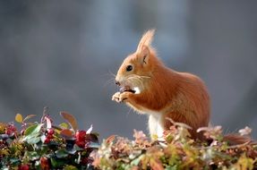 Squirrel is eating something
