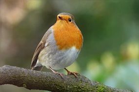 closeup photo of perched robin bird in the garden