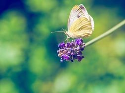 yellow butterfly on a lavender flower close-up