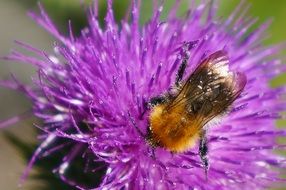 bee comes in nectar