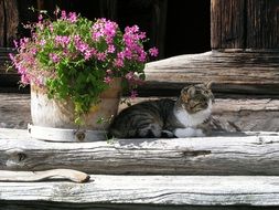 picture of the flowers and cat