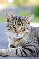 sleepy tabby cat
