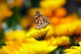 Beautiful butterfly on the yellow flower