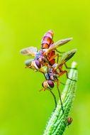reproduction of india insects