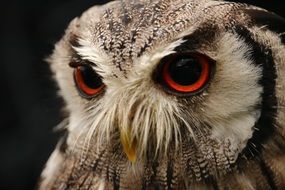 closeup head of a bird of prey