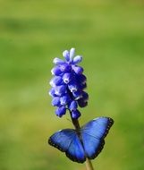 blue flower and blue butterfly