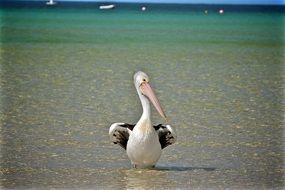 splendid Bird Pelican