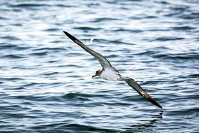 seagull low over the water