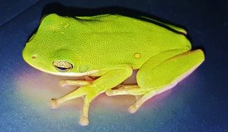 picture of an american green tree frog