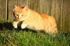 red cat hunts