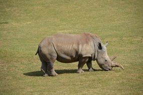 rhinoceros on pasture