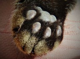 soft pads on the cat's paw