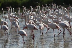 Birds Lake