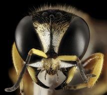 Wasp Head frontal Macro