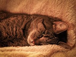 the cat lies on a fluffy blanket