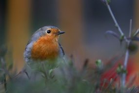 robin on a green conifer