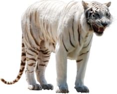 White Tiger Predator