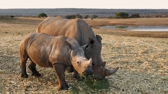 rhino in the national park of Namibia