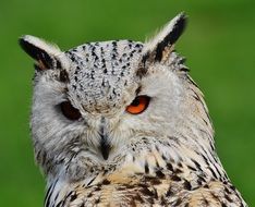 portrait of eagle owl in wildpark poing