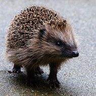 hedgehog runs on asphalt