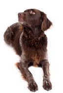 brown small munsterlender