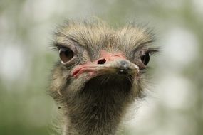 ridiculous portrait of an ostrich