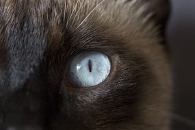 macro picture of blue Eye of cat