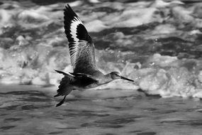 Black and white gray sea bird flying over the ocean