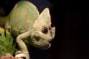 green Chameleon close up, black background