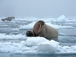 walrus on an ice floe in the ocean