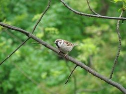 curious sparrow on a branch