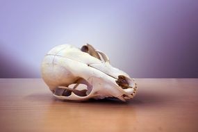 skull of raccoon on a wooden surface