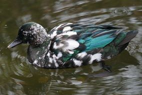 emerald duck with beautiful plumage