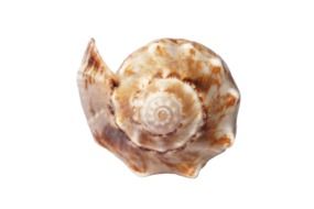 sea shell in the form of infinity
