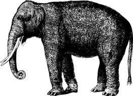 Animal Elephant drawing